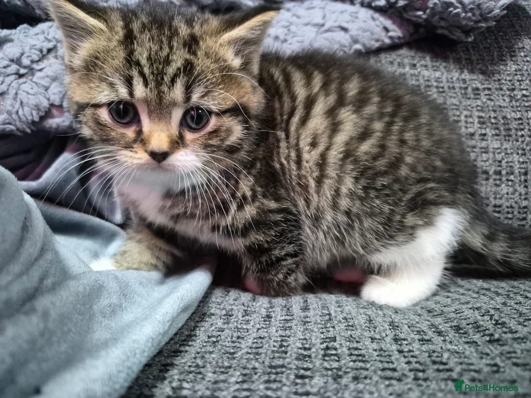 Mixed Breed cats for sale:  Stunning British Shorthair x Bengal - Advert 1