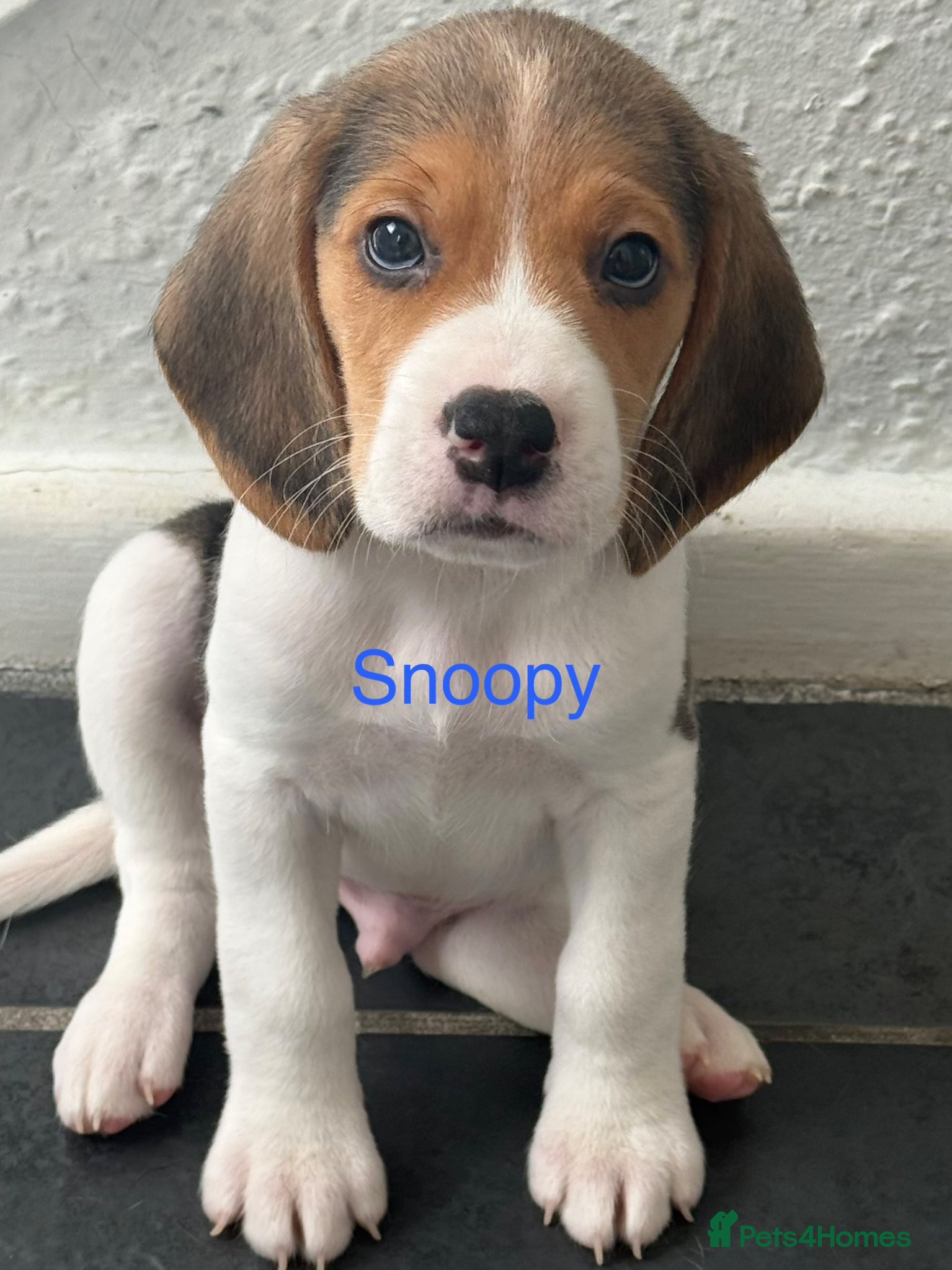 Beagle dogs Beagle puppies  - Advert 6