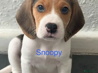 Beagle dogs Beagle puppies - Advert 6