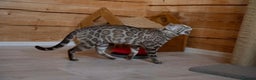 Bengal cats for sale: 🩶 IMPORTED SILVER MINK MALE 🩶 - Advert 6