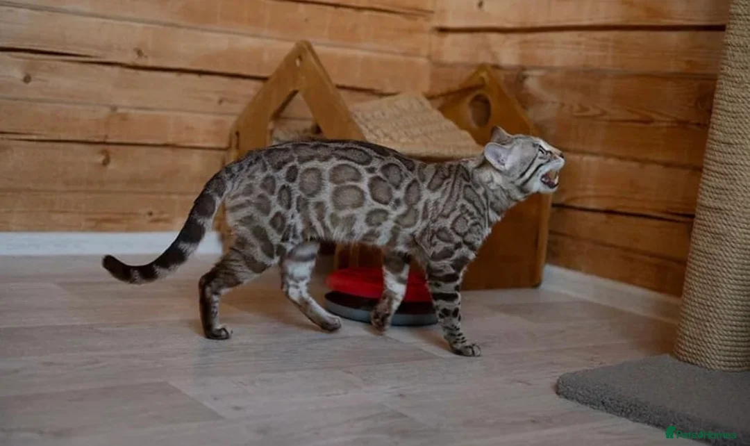 Bengal cats for sale: 🩶 ACTIVE ITALIAN IMPORT MALE 🩶 - Advert 3