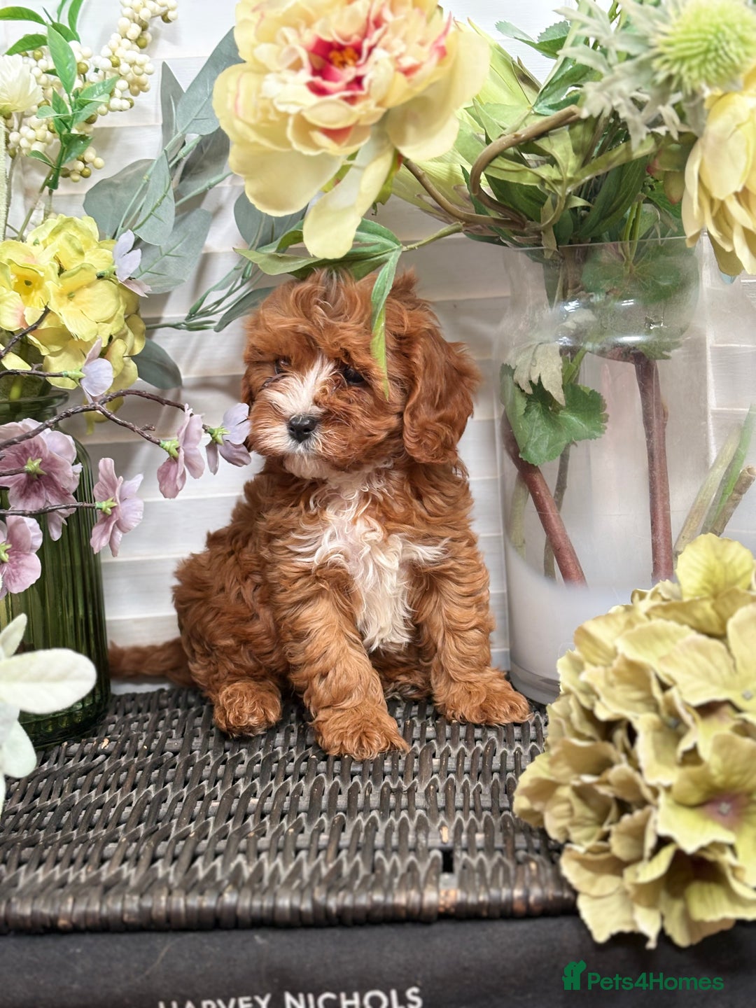 Cavapoo dogs for sale: Health tested TOY CAVAPOOS KC Parents - Image 40