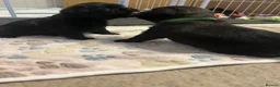 Griffon Bruxellois dogs for sale: KC Brussels Griffon pups for sale to loving homes  - Advert 12