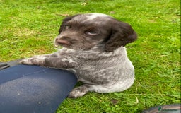 Cocker Spaniel dogs for sale: Beautiful cocker puppies - Image 4