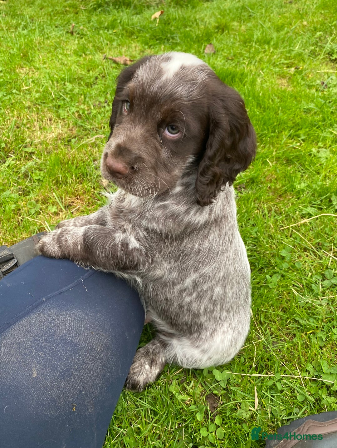 Cocker Spaniel dogs for sale: Beautiful cocker puppies - Image 4
