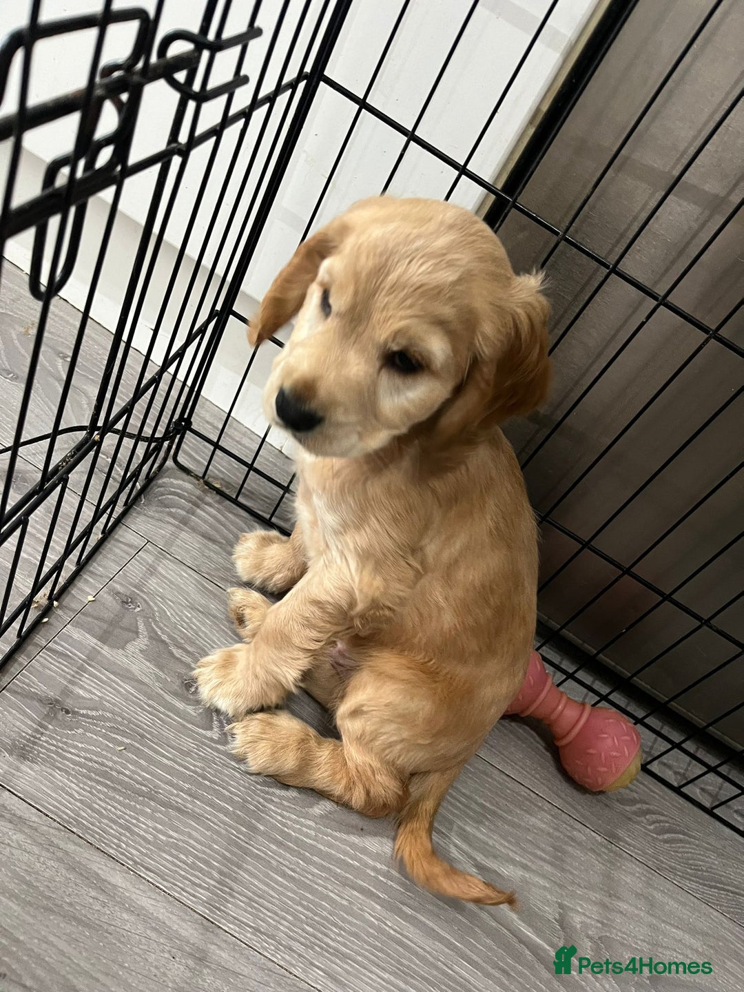 Cocker Spaniel dogs for sale: Cocker spaniel  - Advert 1