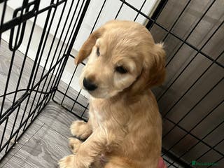 Cocker Spaniel dogs Cocker spaniel - Advert 1