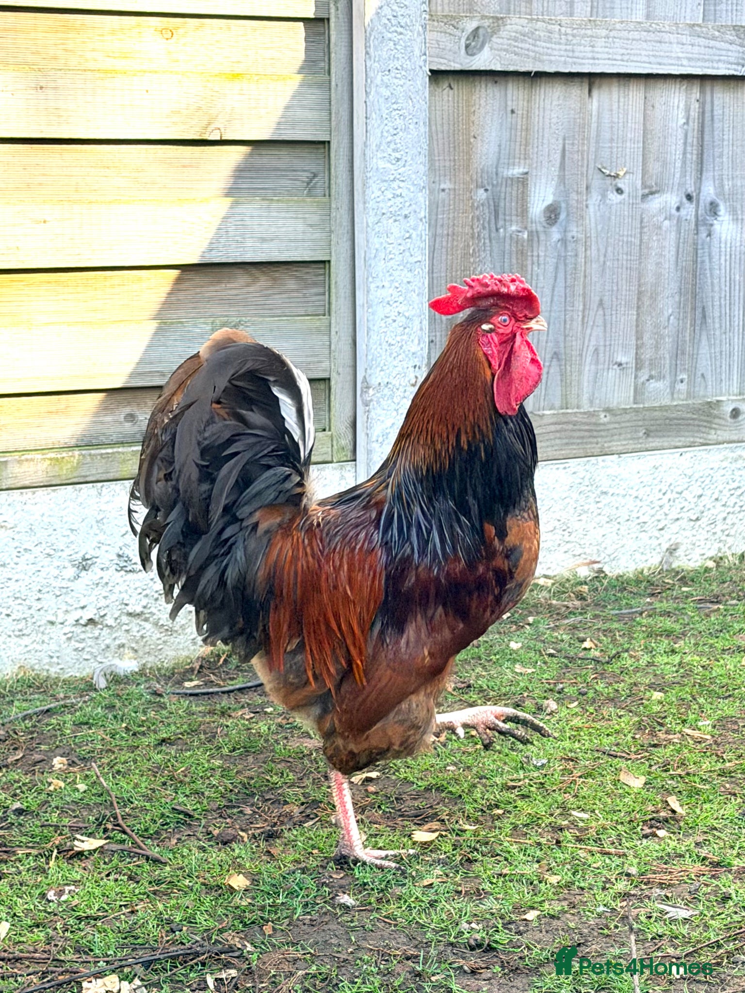 Chickens poultry Red Dorking Cockerel - Advert 2