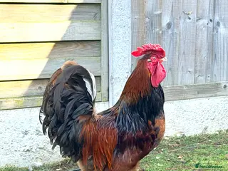 Chickens poultry Red Dorking Cockerel - Advert 2