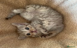 British Shorthair cats for sale: British shorthair kittens  - Image 8
