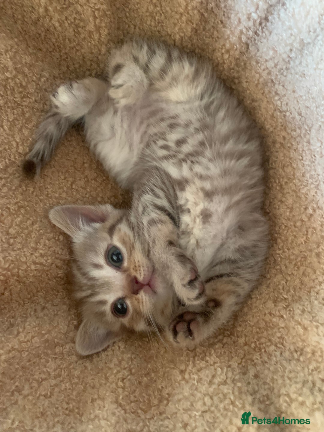 British Shorthair cats for sale: British shorthair kittens  - Image 8