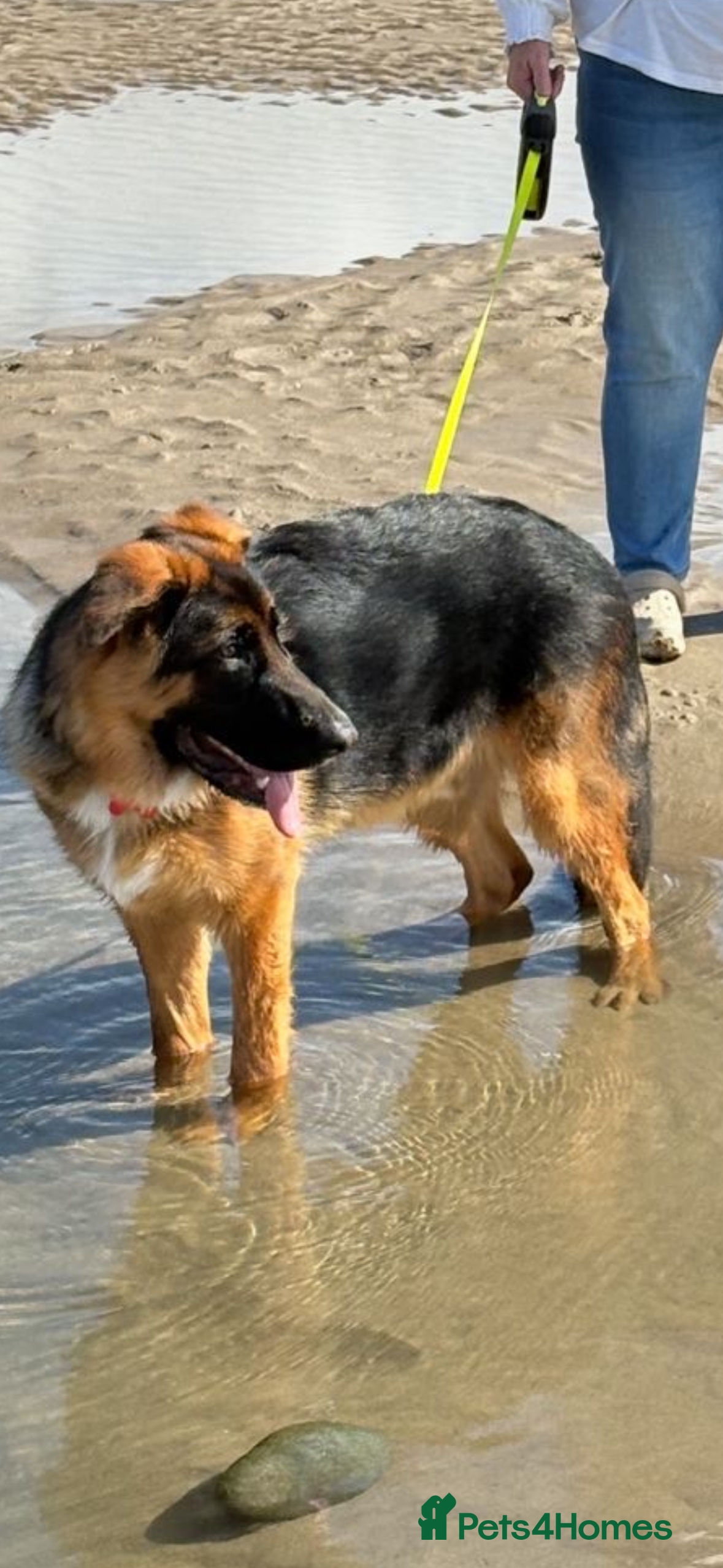 German Shepherd dogs 1 year old male German Shepherd - Advert 3