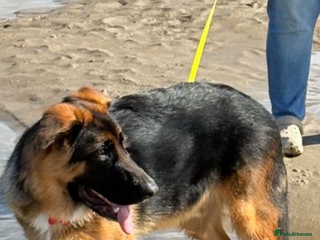 German Shepherd dogs 1 year old male German Shepherd - Advert 3