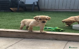 Labrador Retriever dogs for sale: One Beautiful KC Reg Lab Puppy Left- Ready Now - Image 6