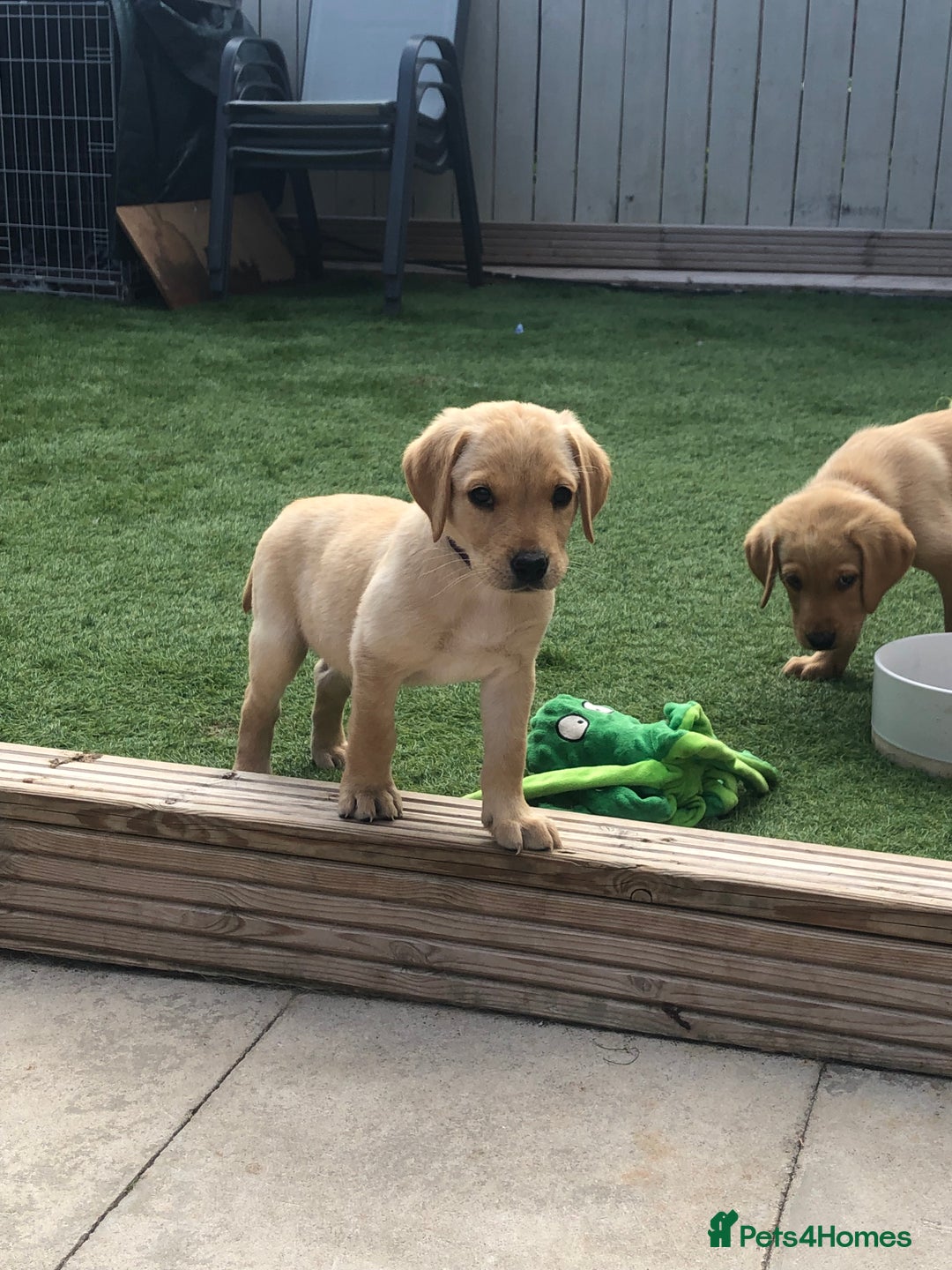 Labrador Retriever dogs for sale: One Beautiful KC Reg Lab Puppy Left- Ready Now - Image 6