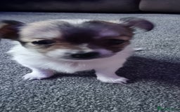 Chihuahua dogs for stud: Stud long haired white Chihuahua  in Coatbridge - Image 35