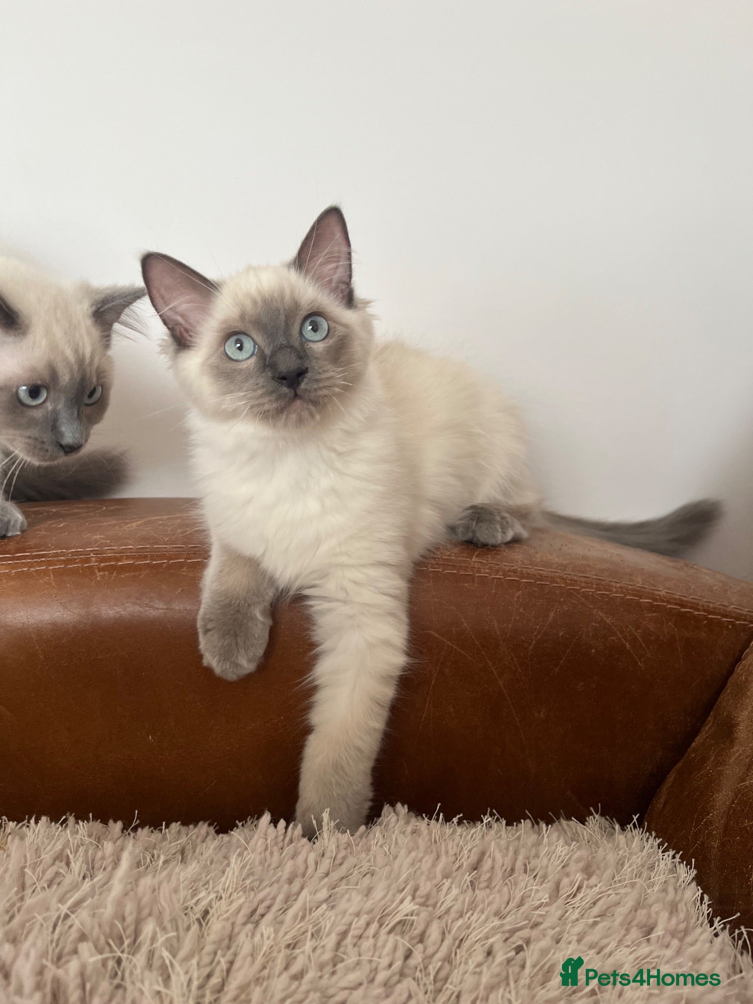 Ragdoll cats Ragdoll Kittens - Advert 3