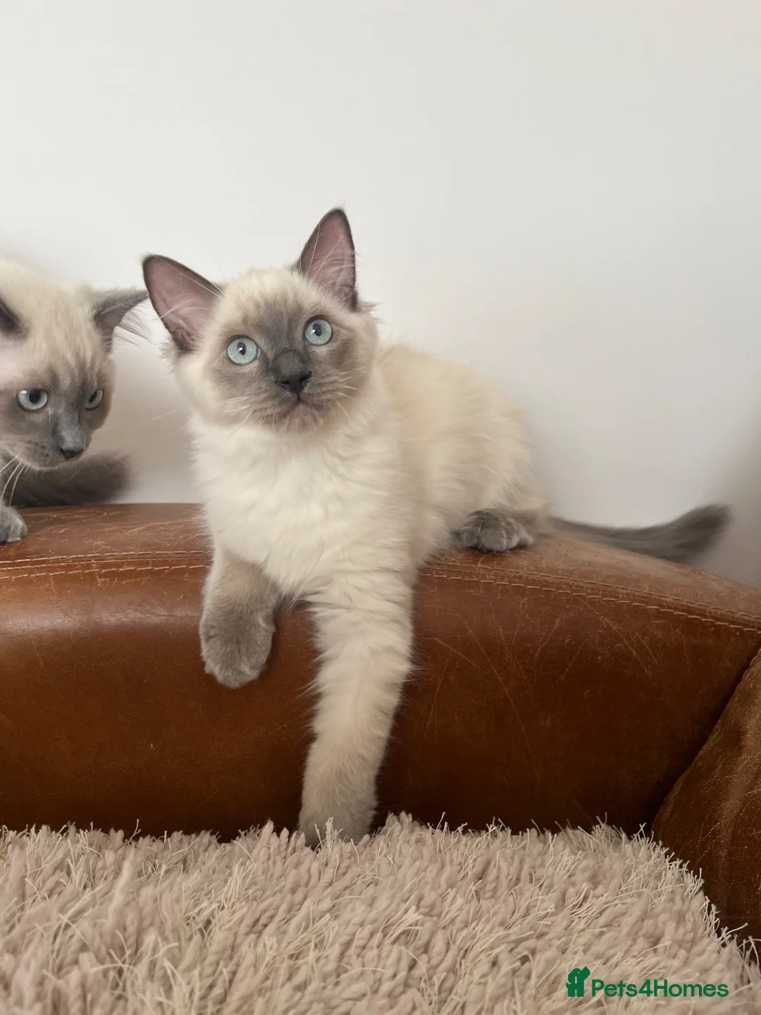 Ragdoll cats for sale: Ragdoll Kittens - Advert 1