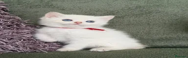 British Shorthair 3