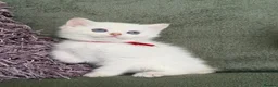 British Shorthair cats for sale: British Sh golden adorable kittens GCCF  - Advert 27