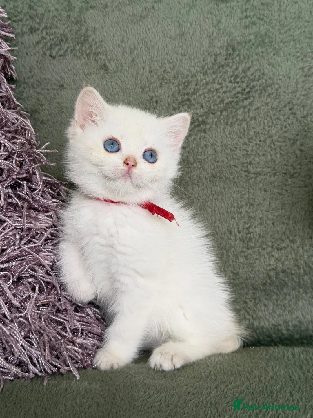 British Shorthair cats for sale: British Sh golden adorable kittens GCCF  - Advert 27