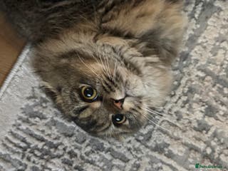 Scottish Fold cats Chinchilla Longhair Scottish Fold - Advert 1