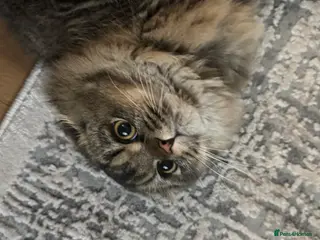 Scottish Fold cats Chinchilla Longhair Scottish Fold - Advert 4
