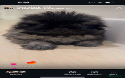 Pekingese dogs for sale: Beautiful pure pedigree Pekingese puppies  - Image 5