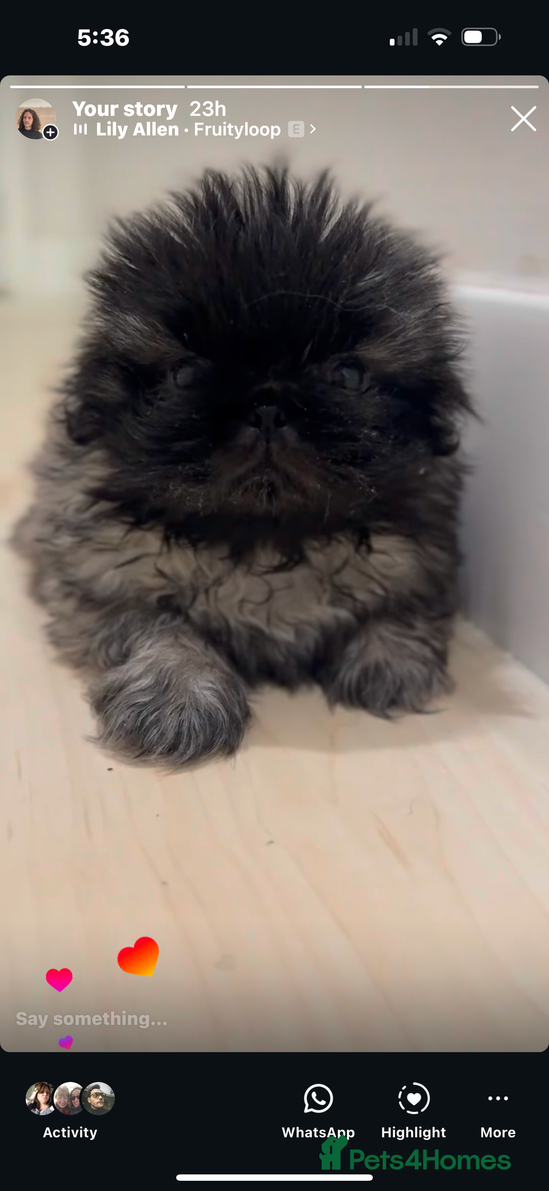 Pekingese dogs for sale: Beautiful pure pedigree Pekingese puppies  - Image 5