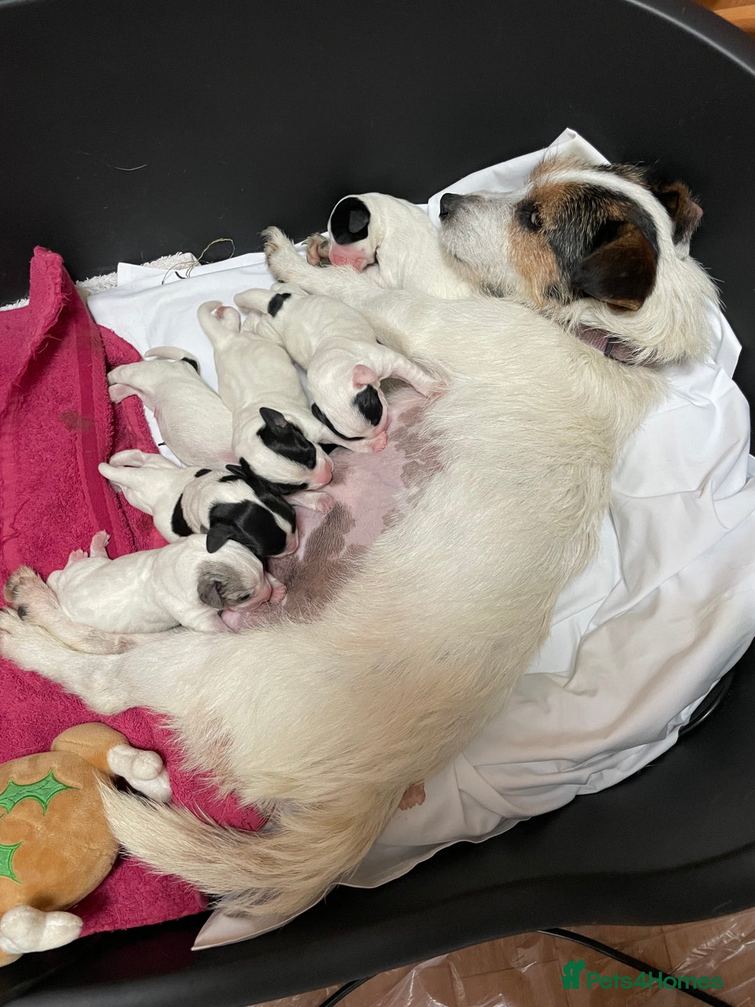 Jack Russell dogs for sale: Beautiful jack Russell puppies  - Advert 9