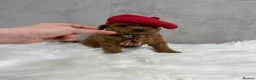 Toy Poodle dogs for sale: Asian type toy poodle  - Advert 2