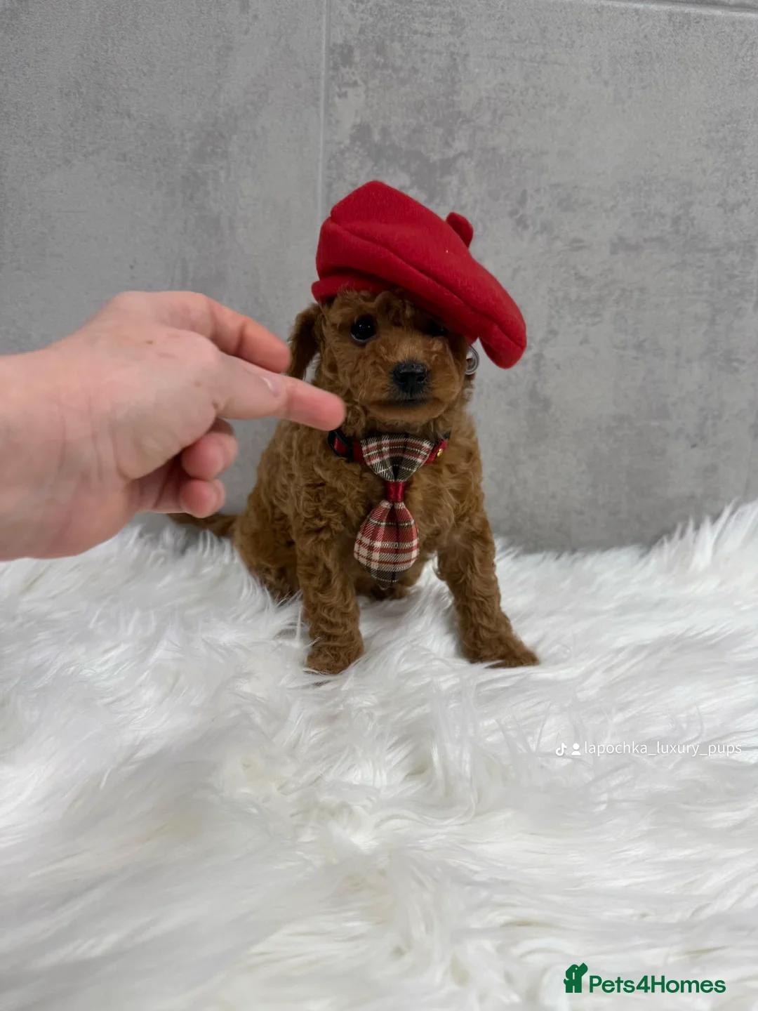 Toy Poodle dogs for sale: Asian type toy poodle  - Advert 2