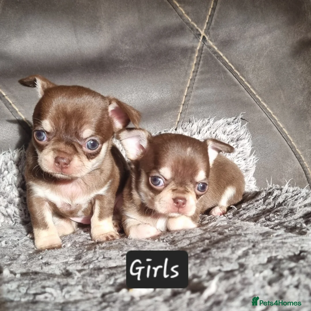 Chihuahua dogs for sale: Shorthaired tri chocolate chihuahuas puppies  - Advert 2