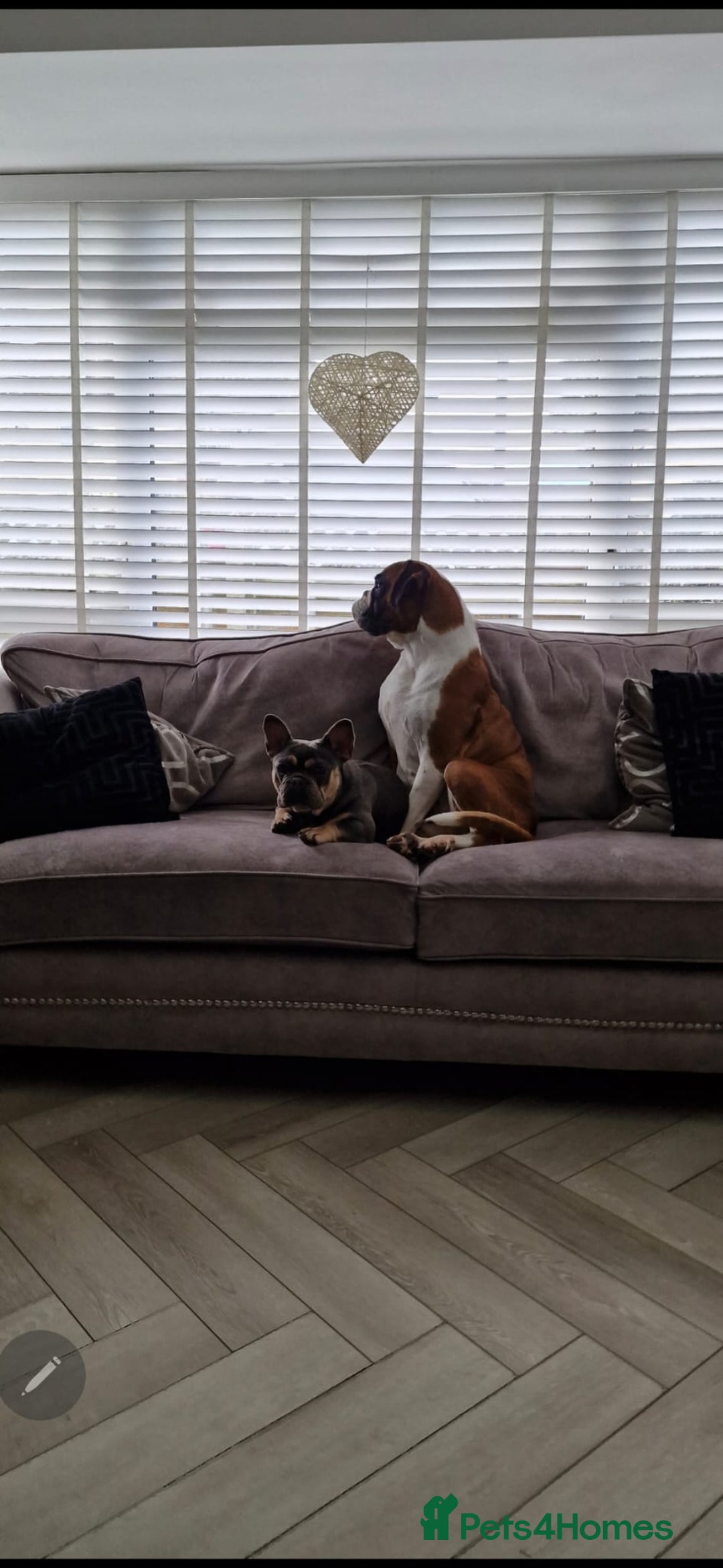 Boxer dogs for sale: 9 year old boxer girl  - Advert 3