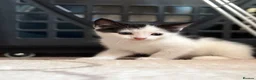 Mixed Breed cats for sale: Adorable black & white boy kittens - ready in 2wks - Advert 20