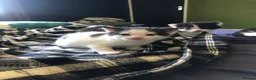 Mixed Breed cats for sale: Kittens for sale  - Advert 4