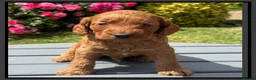 Cockapoo dogs for sale: Gorgeous Fox Red F1 Cookapoos  - Advert 12