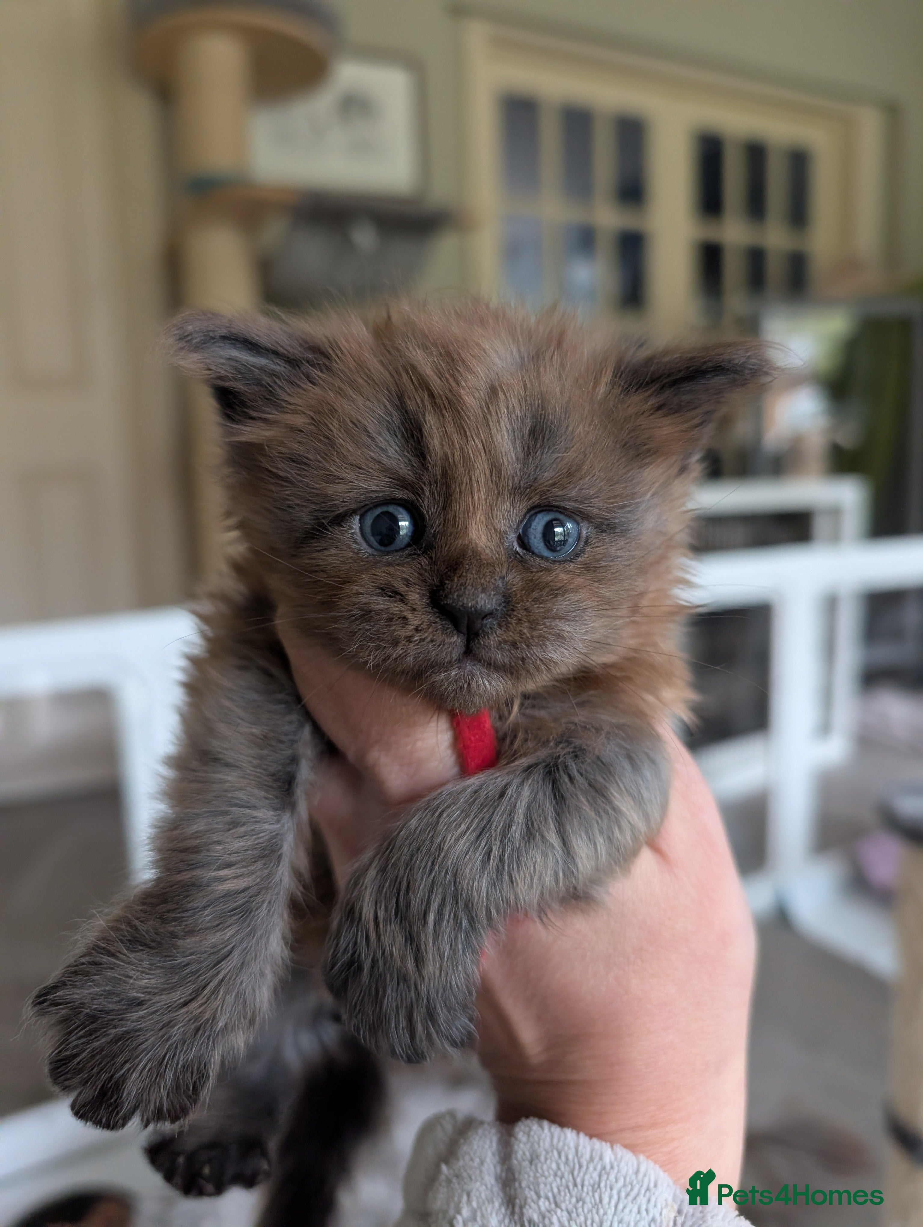 Maine Coon cats Gorgeous Registered Maine Coon Kittens  - Advert 1