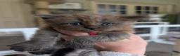 Maine Coon cats for sale: Gorgeous Registered Maine Coon Kittens  - Advert 16
