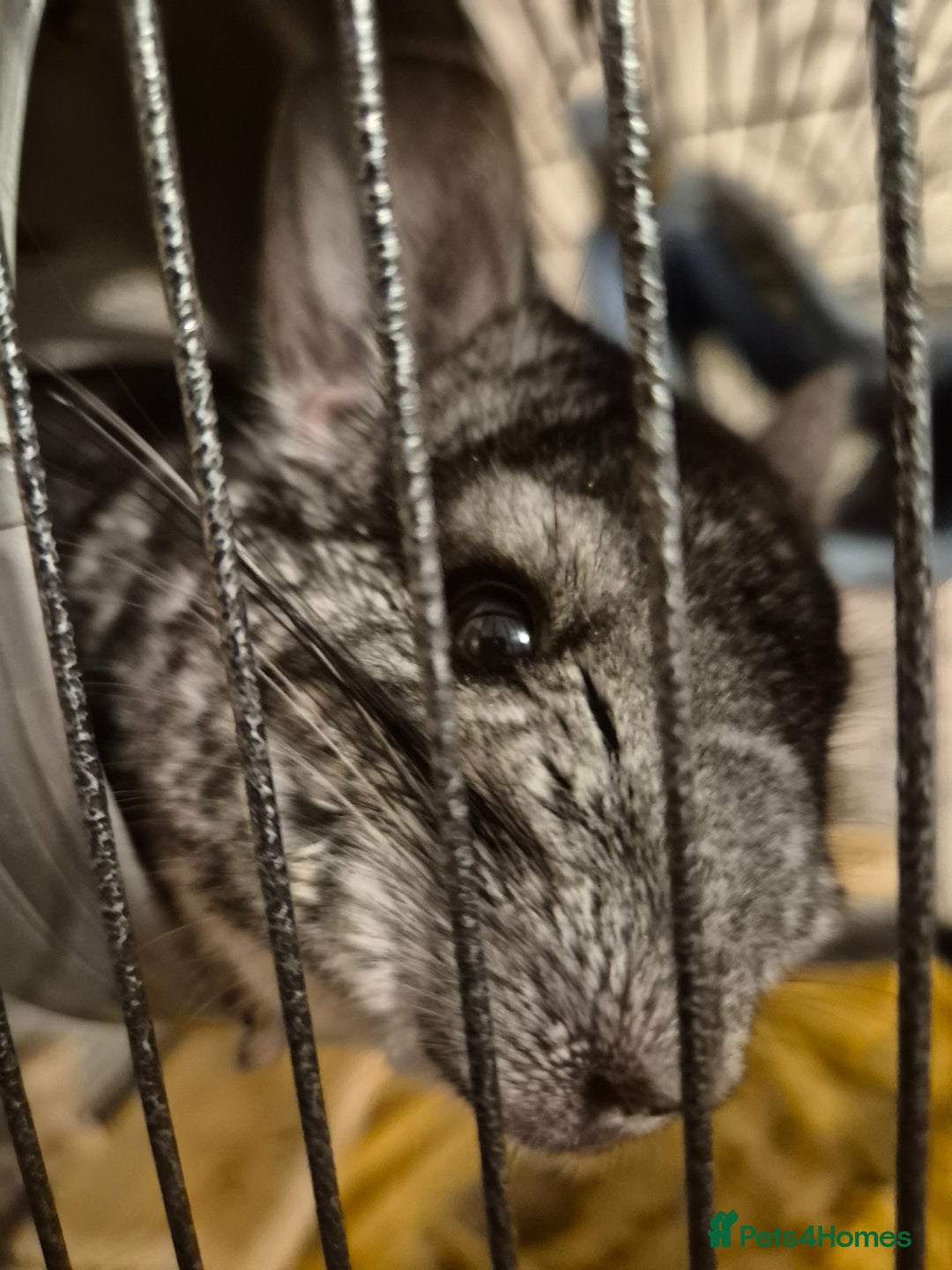 Chinchilla rodents for sale: One chinchilla  - Advert 2