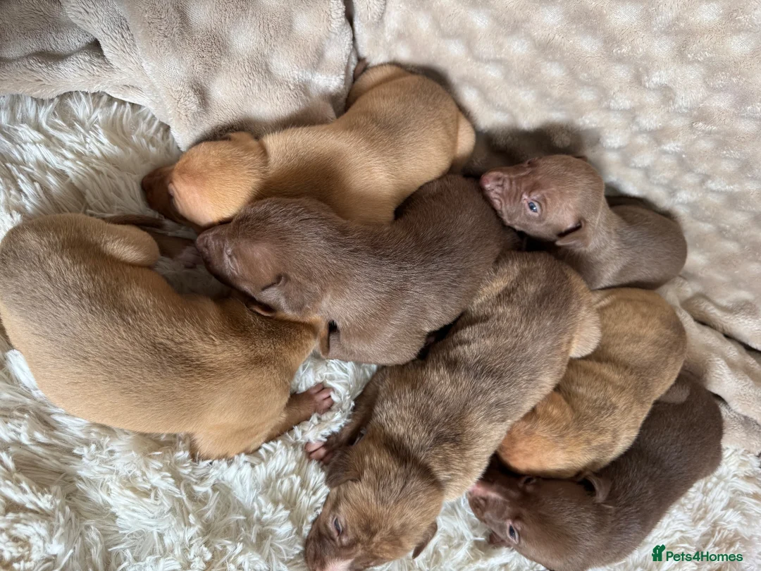 Mixed Breed dogs for sale: Bull x lurcher perfect working dog or pets  in Alston - Advert 9