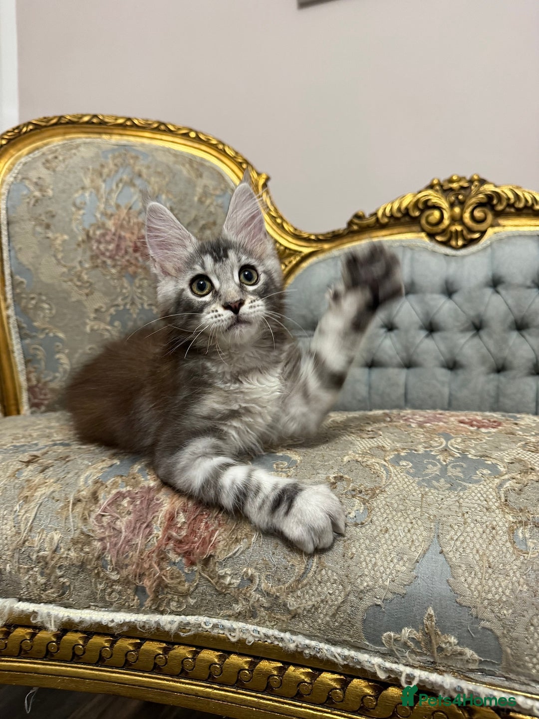 Maine Coon cats for sale: Maine Coon Kittens 🏆 20+ gen 🧬 Full Pedigree - Advert 24