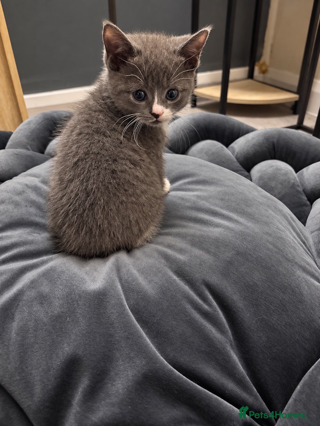 British Shorthair cats Little Grey Gentleman with White Mittens - BSH X - Advert 6