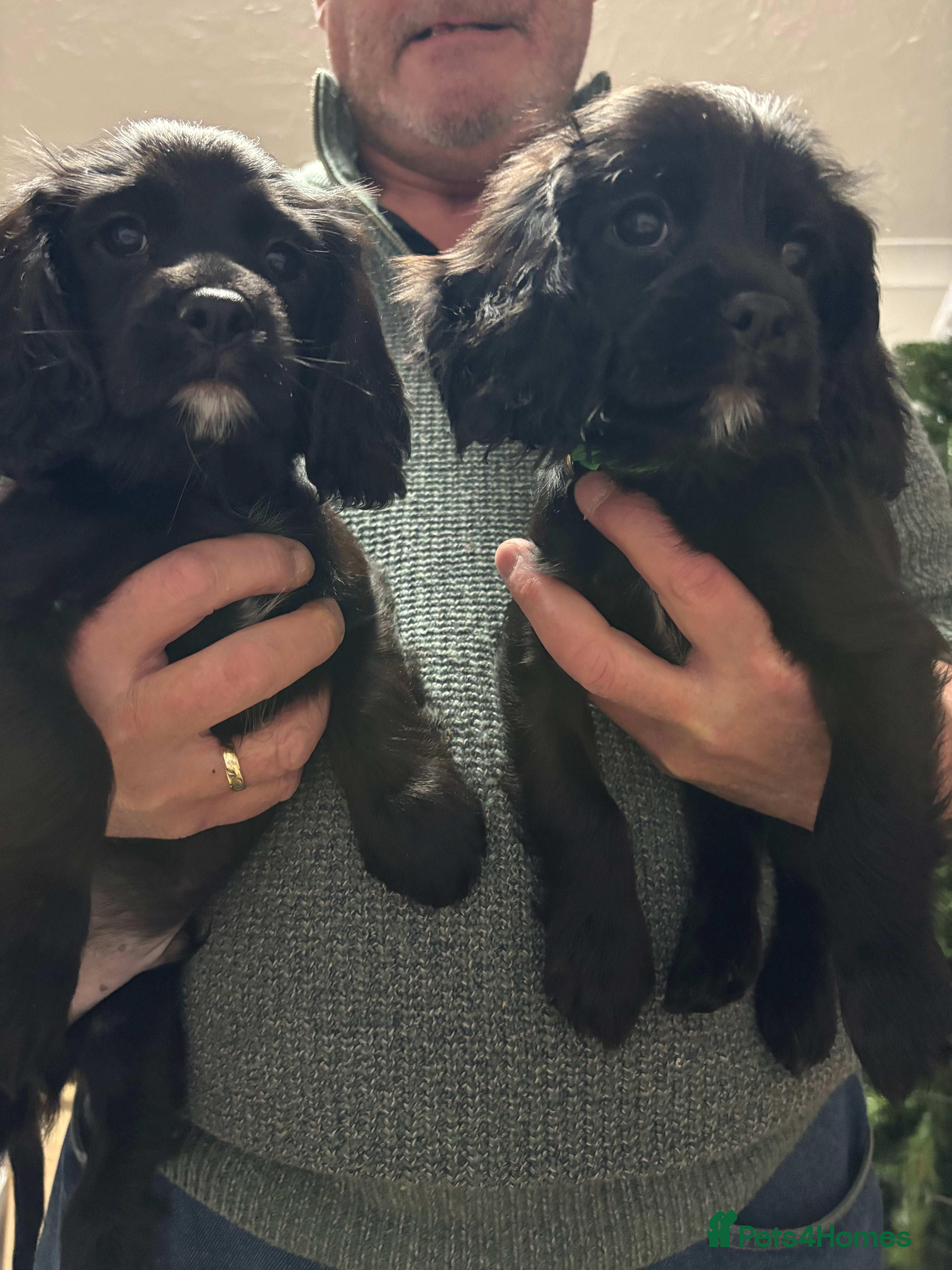 Cockalier dogs Cocker spaniel - Advert 15