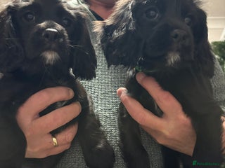 Cockalier dogs Cocker spaniel - Advert 15