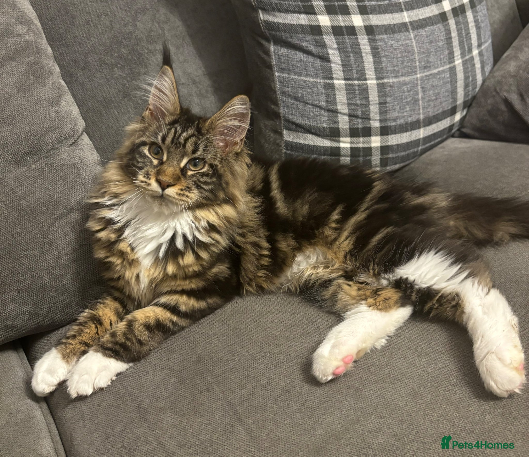 Maine Coon cats AMAZING TICA MAINE COON KITTENS  - Advert 2