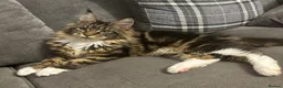 Maine Coon cats for sale: AMAZING TICA MAINE COON KITTENS  - Advert 3