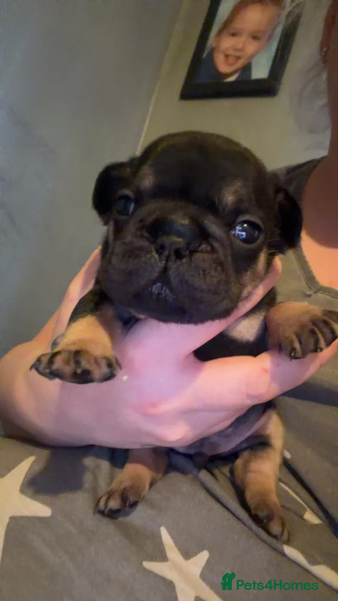 French Bulldog dogs for sale: French bulldogs  - Advert 2