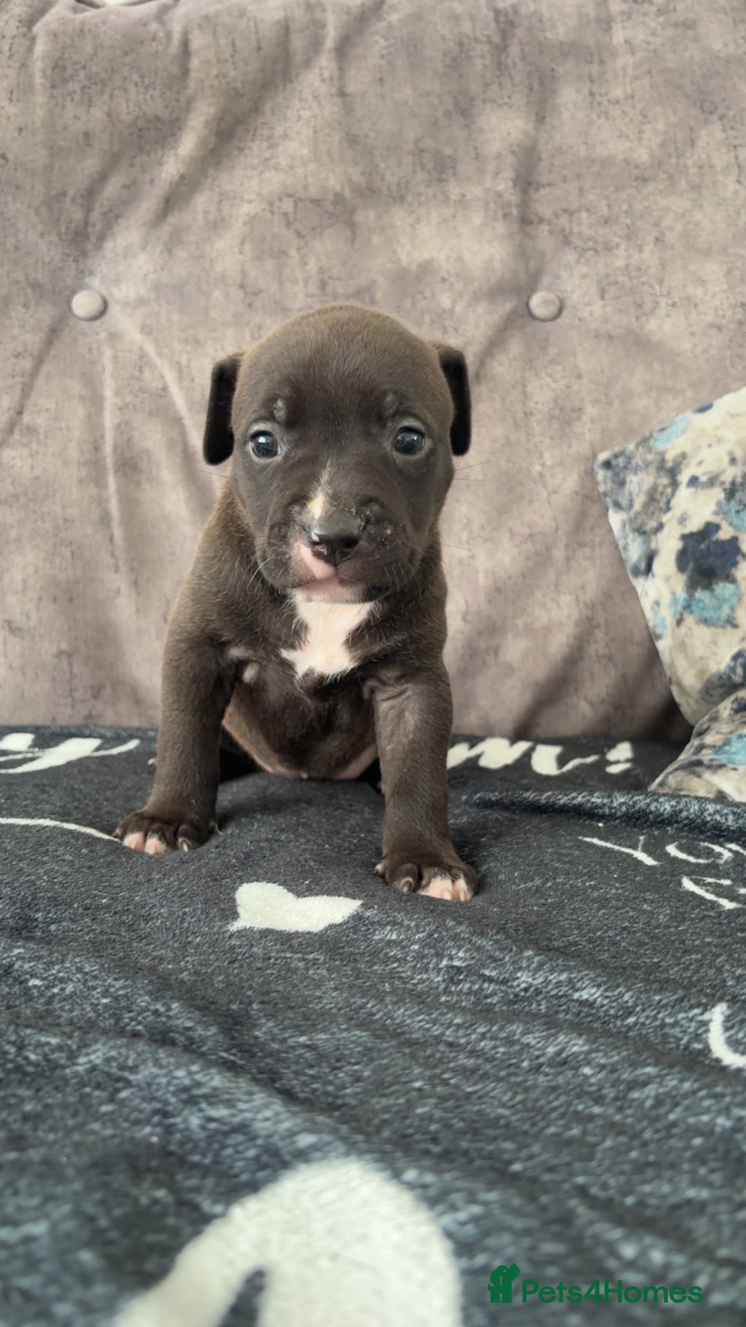 Mixed Breed dogs for sale: Both ready to leave now!   - Image 13