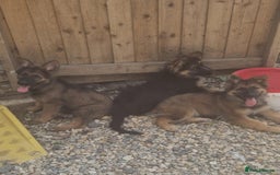 German Shepherd dogs for sale: German shepherd pups  - Image 4